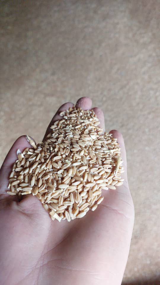 گندم بذری باران