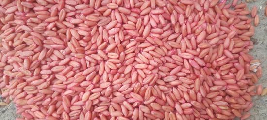 گندم بذری سرداری