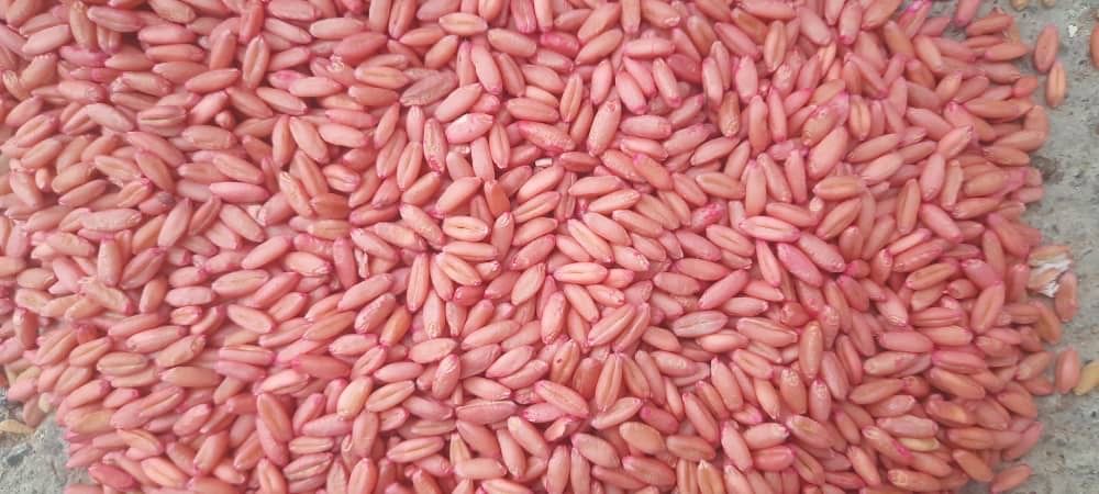 گندم بذری سرداری