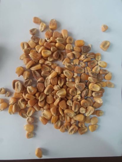 ذرت برزیل درجه دو