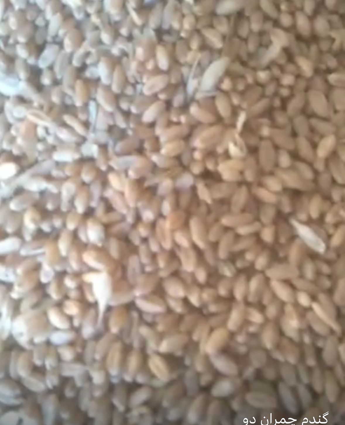 گندم چمران دو