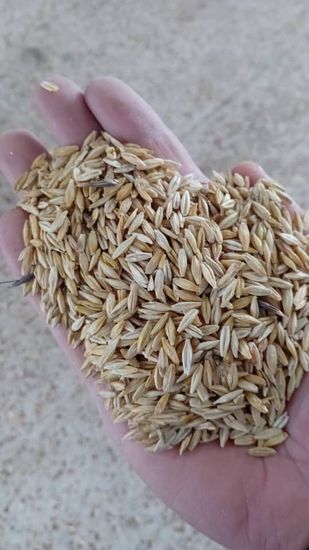 جو محلی اردبیل